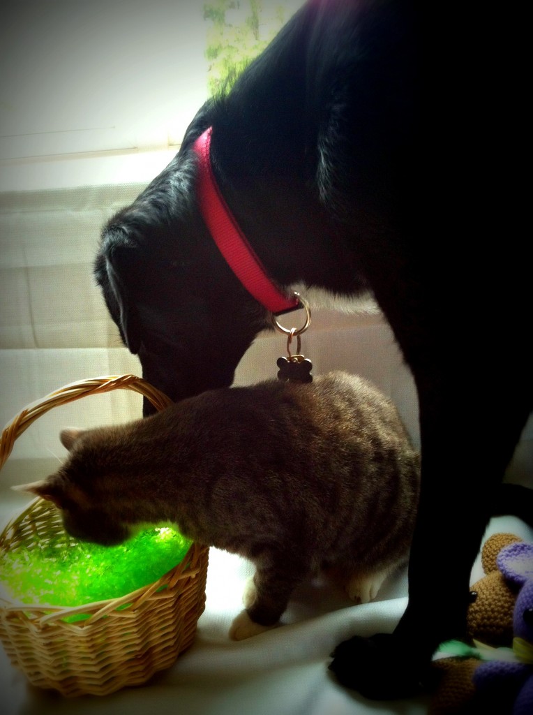 Maisie and Mittens ... the helpers.