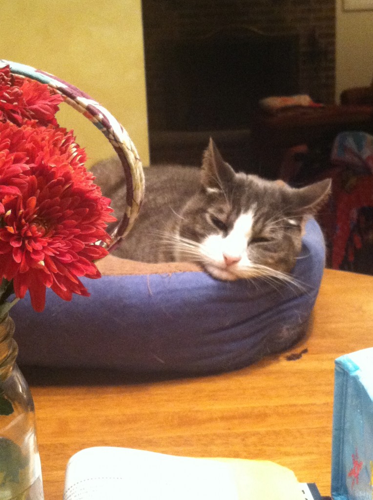 Mittens has a case of the Mondays.